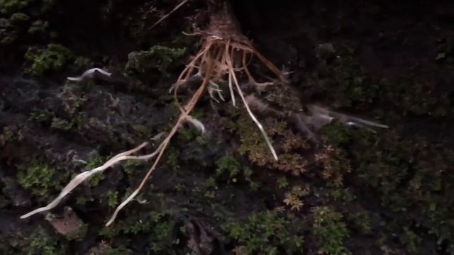 Different Ways of Propagating Queen of the Night /Epiphyllum oxypetalum /Dutchman's pipe cactus смотреть онлайн