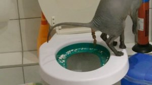 Miski Don Sphynx cat using human toilet