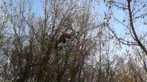 Шок, армейская обезьяна упала с дерева