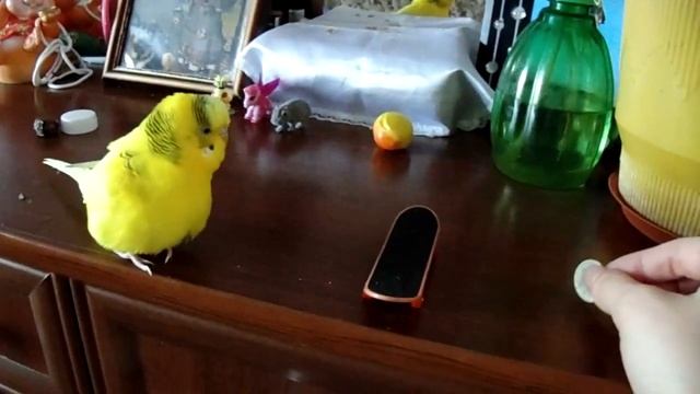 Как научить попугая кататься на скейтборде?! Как волнистый попугай катается на скейте?! #Parrot