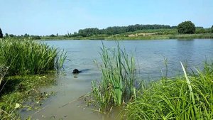Ньюфаундленд спасет хозяина