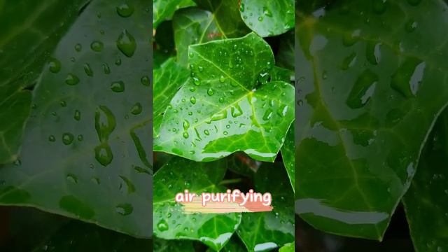 English Ivy! Great for stubborn coughs and mucus! Purify the air and your life 💜🌱