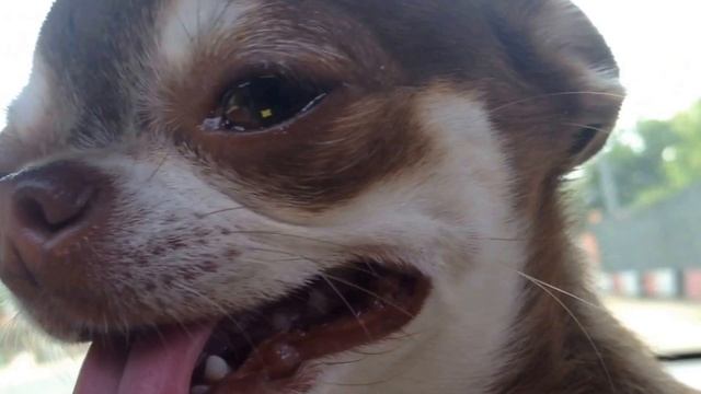 Чихуахуа потеет. Chihuahua sweats