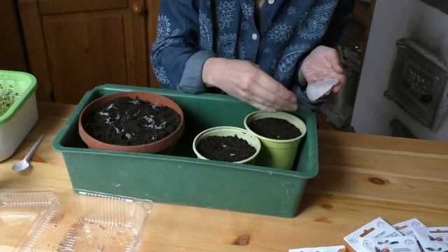 Что посеем и посадим в декабре