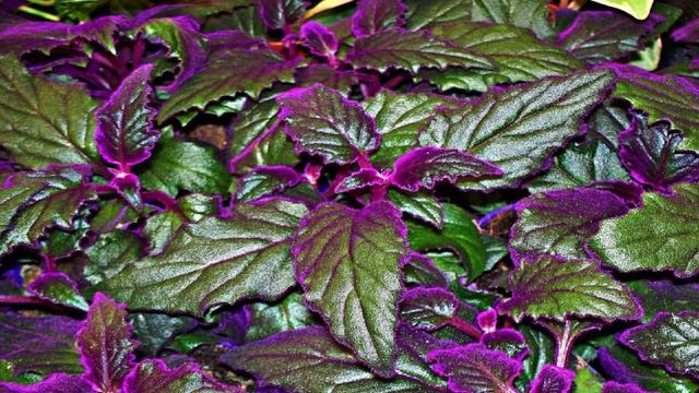 Не простая зелень! Комнатные растения, которые приносят в дом деньги и благополучие семьи смотреть онлайн