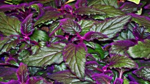 Не простая зелень! Комнатные растения, которые приносят в дом деньги и благополучие семьи