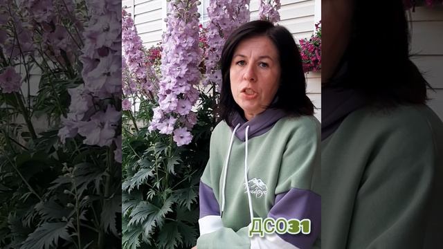 Новозеландский дельфиниум смотреть онлайн