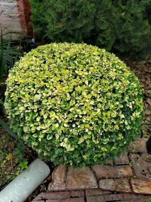 Садовая цирюльня