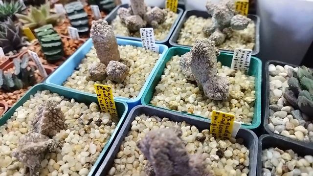 Выставка кактусов и суккулентов №3. Киевский Ботанический Сад. Уход за кактусами. смотреть онлайн