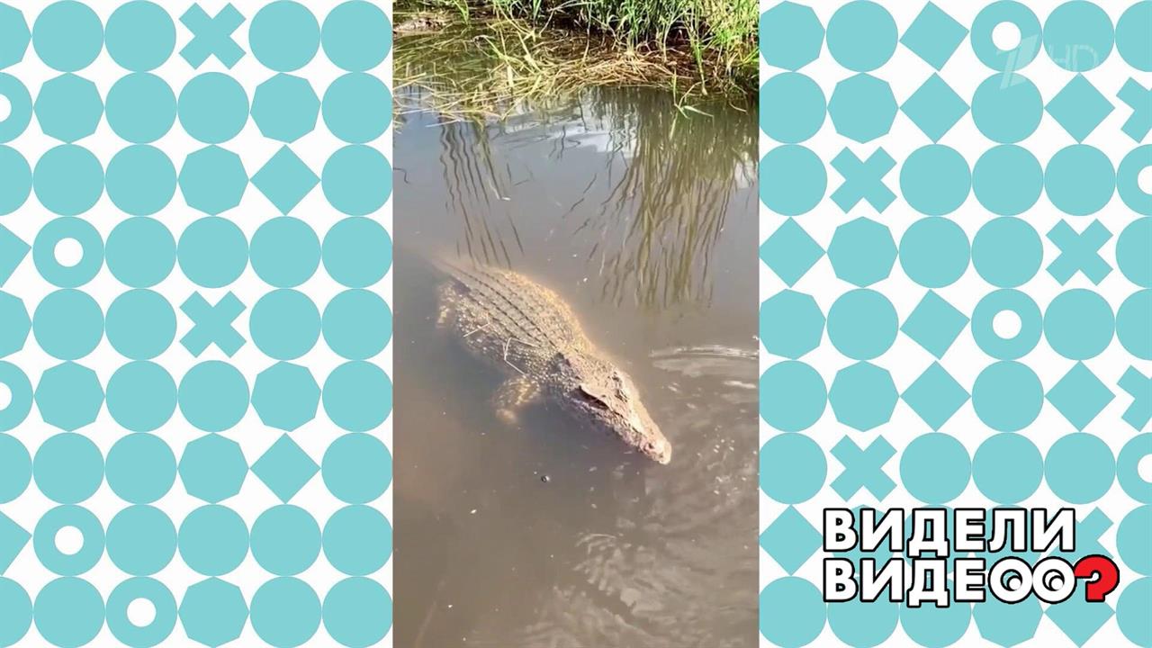 Крокодил из Балашихи. Видели видео? Фрагмент выпуска от 18.10.2020