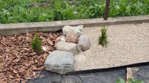 Живая изгородь из туй Смарагд своими руками