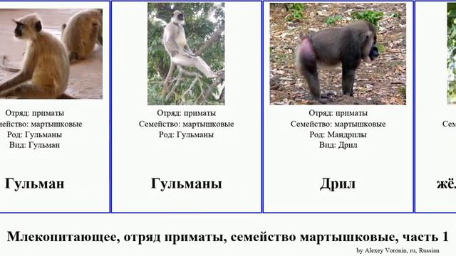 Млекопитающее, отряд приматы, семейство мартышковые, часть 1 мартышка гульман колобус mammal макак