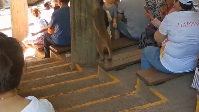 Остров обезьян. О. Хайнань. САНЬЯ. Мартышки в бассейне. смотреть онлайн