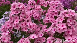 Тепло-розовые флоксы. Видео из серии Цвета флоксов