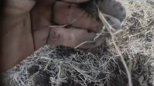 Выезд на покопать