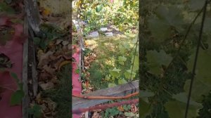 Обрезка и обновление старого куста винограда "Лора"