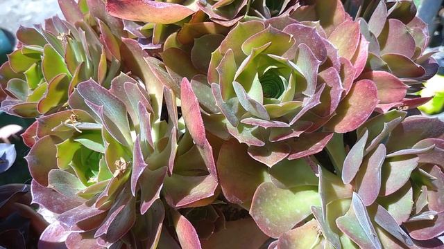 Эониумы. Взрослые растения в моей коллекции смотреть онлайн