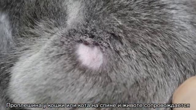Кот лысеет: проплешины, выпадает шерсть на голове смотреть онлайн
