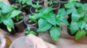 БИОГУМУС + НАШАТЫРЬ = БУРНЫЙ РОСТ РАССАДЫ. Подкормка рассады перца и баклажан
