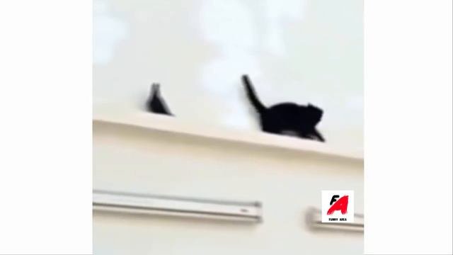 Весёлые котики компиляция
