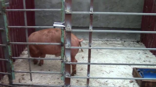 Помогите назвать поросенка ! Дела свиновода любителя идут с фантастической скоростью смотреть онлайн