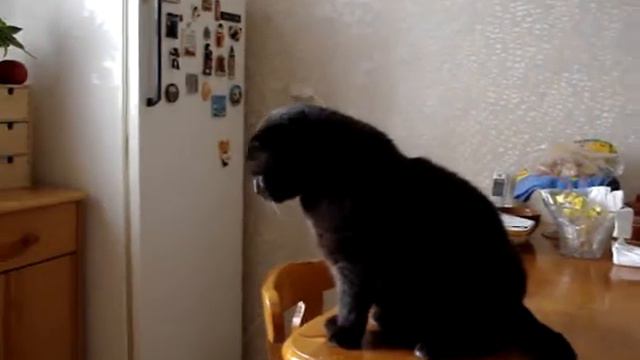 памяти любимого "котика - Малыша" Виталия Копачева смотреть онлайн