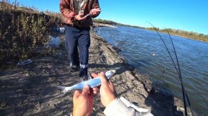 ОСЕННИЙ ЖОР ДОНСКОЙ ЧЕХОНИ ! Её столько что ловить надоело...Уловистый фидер !#Рыбалка на реке #Дон