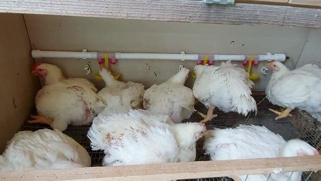 Вес бройлеров в 30 дней на комбикорме Пурина. Бройлеры Арбор Айкрес.