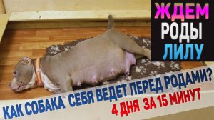 Ждем вместе роды у собаки Американский Булли