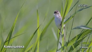 пение Индийской Камышевки