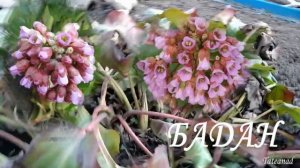 Бадан - чигирский чай.