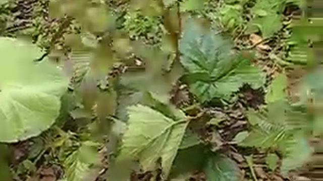 Обстриг сухие стебли у ежевики! смотреть онлайн