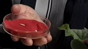 Подготовка семян огурцов к посадке