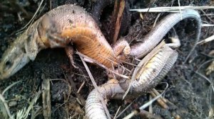 Ящерицы в анобиозе, или как зимуют ящерицы