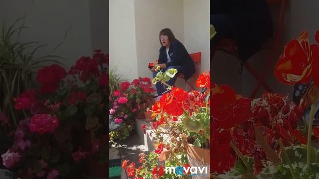 Елена Константинова о флоксах