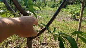 Персик Инка. Первые плоды 2019