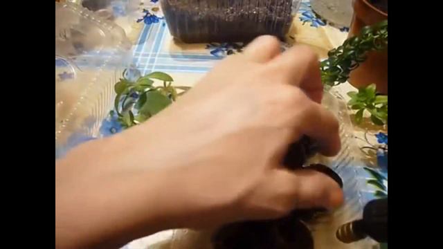 Повторение мать учения, укореняем черенки цветов. смотреть онлайн