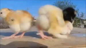 Цыплёнок Жареный прикольный детский вариант