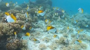 Кругосветка яхты Елизавета. Atoll Toua. Французкая Полинезия.10 серия