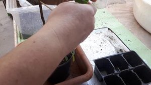 Бугенвиллия. 1ч. Обзор моих растений Обрезка и формировка, разные способы.