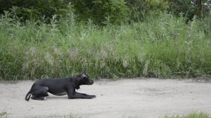 Американский питбуль терьер Ведьма. видео на пол года.