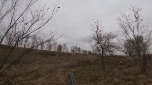 Охота с легавыми эпаньоль бретон на куропатку. Питомник легавых собак Spring-Don-Wind.