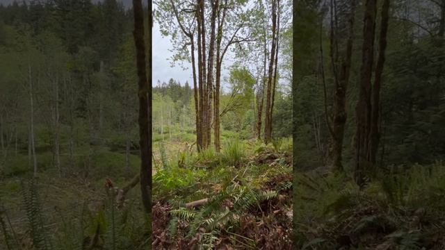 TIMBER!! New description West coast #vanisle #arborist #faller #treeclimber смотреть онлайн