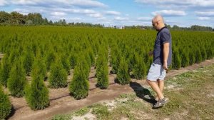 Туя западная "Брабант" и "Смарагд"