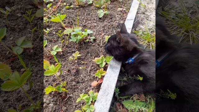 Школа Жизни " Окружающий Мир " Говорящие животные ищут травку 🌱🌱🍃 Чем она полезна котам? смотреть онлайн