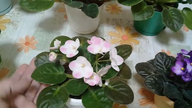 КОМНАТНЫЕ РАСТЕНИЯ. МОИ ФИАЛОЧКИ. КОРНЕВАЯ ГНИЛЬ? НУЖЕН СОВЕТ. смотреть онлайн