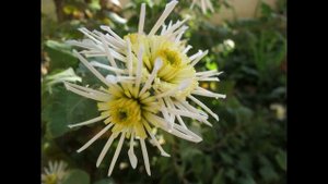 Чтобы были деньги, читайте этот стишок 27 числа каждого месяца в день исполнения желаний!