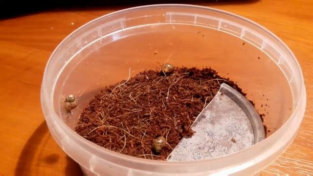 Что нужно для того чтобы завести ахатину смотреть онлайн