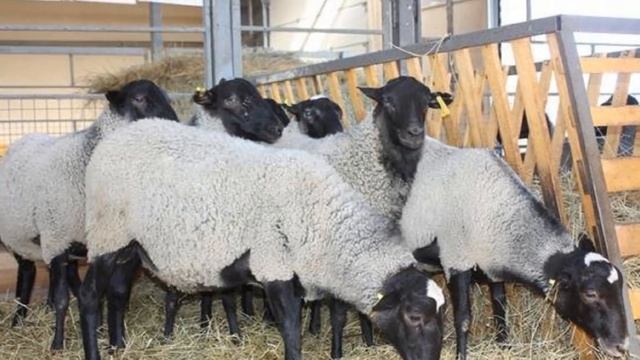 Разведение романовских овец как бизнес идея | Овцеводство | Романовские овцы смотреть онлайн