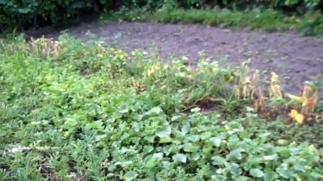 КАПУСТНАЯ ГРЯДКА навёл порядок и стало не только красиво смотреть онлайн